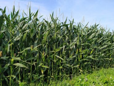 Campaña de ensilado del maíz 2021: Se esperan buenas producciones, superiores a las de años pasados