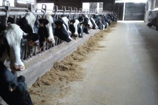 Se vende moderna ganadería de vacuno de leche en Oza-Cesuras 