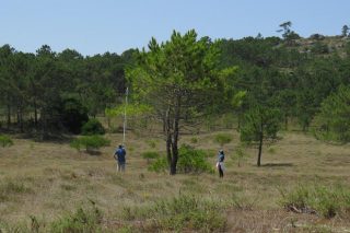 Una investigación estudia la resistencia a la sequía de pinos gallegos