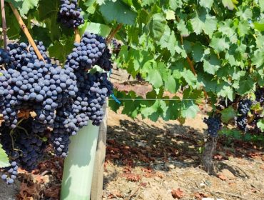 Unións Agrarias pide un plan especial para los vinos tintos, con problemas de mercado