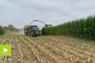 La cooperativa Aira arranca la campaña de ensilado de maíz de este año en la zona de Chantada
