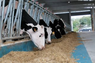 Las ganaderías de vacuno tendrán que contar, por ley, con un plan de bienestar animal
