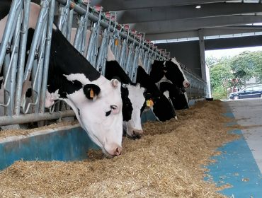 Jornada sobre el uso del medicamento veterinario y ordenación de granjas bovinas