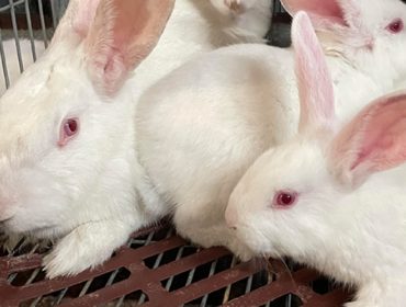 Un nuevo programa nutricional para la cría de conejos centrado en la salud intestinal