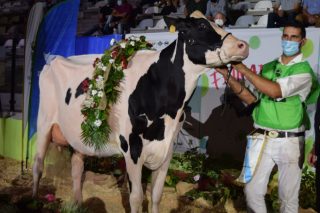 «Es la vaca Gran Campeona de Galicia porque es un animal muy completo y moderno”