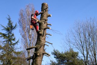 Curso en Ribadeo sobre poda de árboles en altura