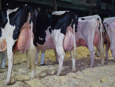 La vaca frisona con mejor genética de España es de una ganadería de A Pastoriza