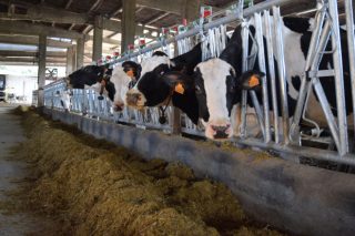 Las industrias lácteas cierran contratos a la baja hasta el otoño