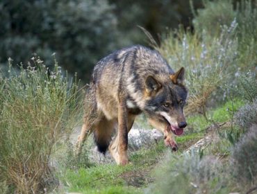 La Comisión Europea recomienda revisar el estatus de protección del lobo para adaptarlo a cada región