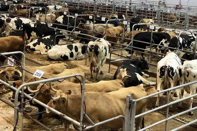 Tendencia al alza en los precios del ganado en Silleda