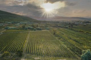 La DO Monterrei cosecha más de 6,2 millones de kilos de uva en la campaña 2021