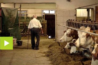 Granja Höritzauer, una ganadería familiar austríaca con genética de élite en raza fleckvieh