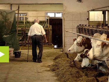 Granja Höritzauer, una ganadería familiar austríaca con genética de élite en raza fleckvieh