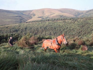 Tracción animal moderna para la conservación de hábitats en la Serra do Xistral
