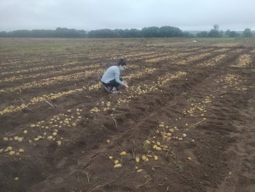 El Centro de Desarrollo Agroganadero del Inorde y Neiker colaboran en la investigación de futuras variedades de patata