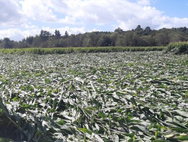 Balance de los daños provocados por el temporal en las fincas de maíz forrajero