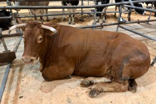 Precio récord por una vaca de raza Rubia Gallega en Silleda: 5627 euros