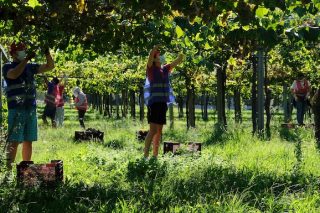 La D.O Rías Baixas alcanza un récord histórico de cantidad de uva recogida