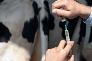 “La reducción de antibióticos en 2022 ha sido muy positiva en vacuno”