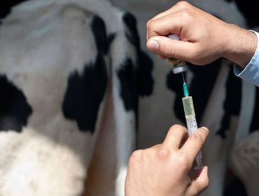 “La reducción de antibióticos en 2022 ha sido muy positiva en vacuno”