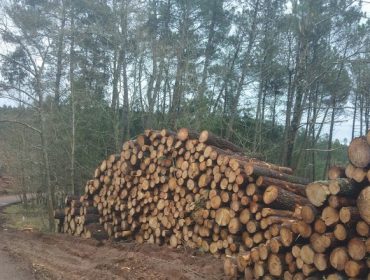 El próximo mes se adjudicarán 17.000 toneladas de madera procedente de Pontevedra en una subasta pública online