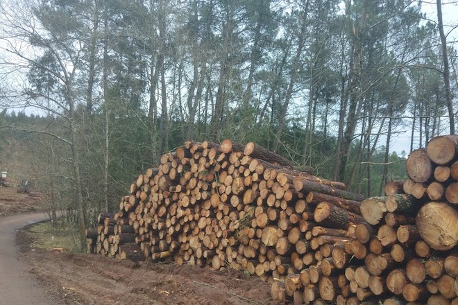 La cadena de la madera alcanza un récord de facturación en el 2022, con alrededor de 2.800 millones de euros