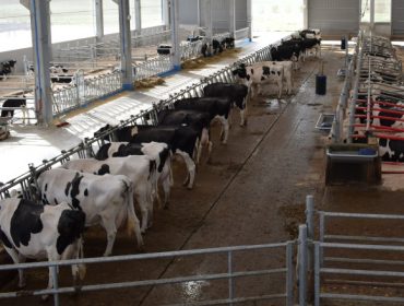 Jornada en Lugo sobre los retos del sector lácteo