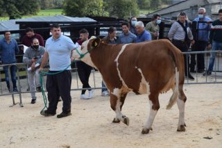 Resultados de la primera subasta de vacas y novillas de raza fleckvieh celebrada en Galicia 