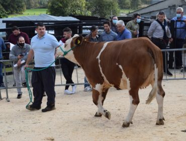 Resultados de la primera subasta de vacas y novillas de raza fleckvieh celebrada en Galicia