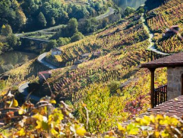 La variabilidad del viñedo, el gran reto para la digitalización de la viticultura en Galicia
