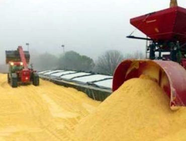 Utilización de grano húmedo de maíz en engorde de terneros: experiencias en Cataluña