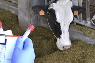 Hoy se inicia la nueva campaña de vacunación gratuita frente a la lengua azul para el ganado bovino y ovino