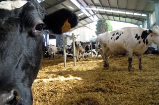 Las granjas deberán contar con un plan de bienestar animal elaborado por su veterinario