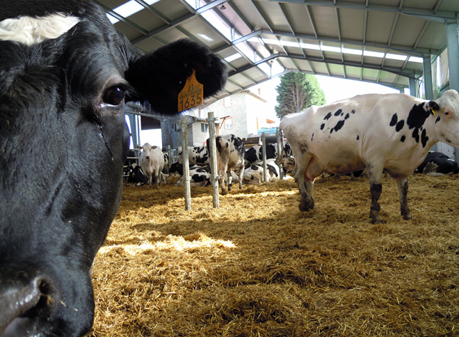 Las granjas deberán contar con un plan de bienestar animal elaborado por su veterinario