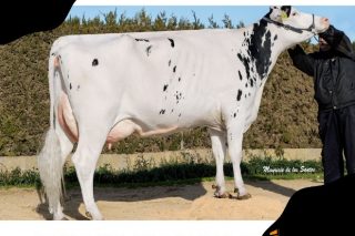 Promoción de embriones Holstein de la ganadería con mejor ICO de España