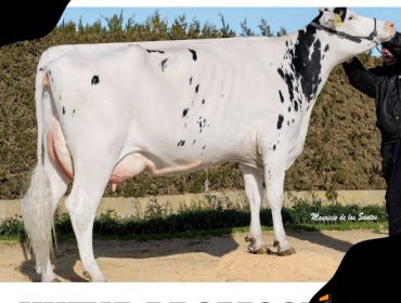 Promoción de embriones Holstein de la ganadería con mejor ICO de España