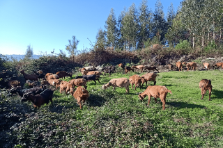Cómo el monte vecinal de Meira repensó su ganadería de cabras para hacerla viable