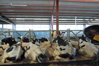 Agaca presenta o martes un estudo sobre pegada de carbono e hídrica das ganderías galegas de vacún de leite