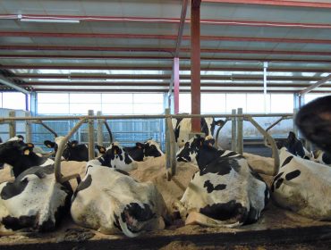 Agaca presenta o martes un estudo sobre pegada de carbono e hídrica das ganderías galegas de vacún de leite