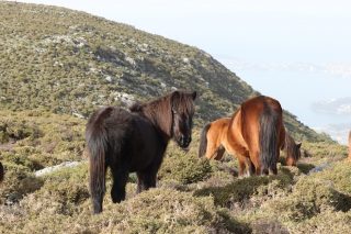 Propuestas para «evitar el colapso» del ecosistema de caballos en semiliberdade en Galicia