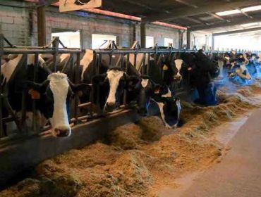 Finca Mouriscade, la quinta mejor granja de España en calidad genética