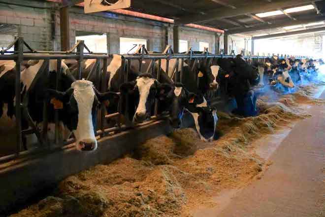 Vacas en una granja gallega