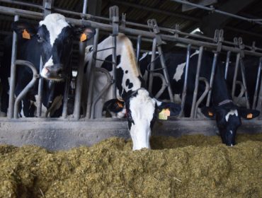 Galicia registra en abril un precio medio de la leche en el campo de 40,9 céntimos