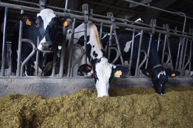 Galicia registra en abril un precio medio de la leche en el campo de 40,9 céntimos