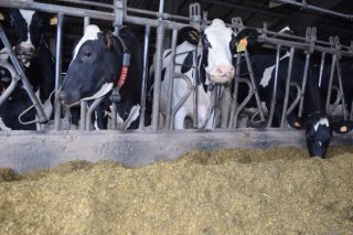 Estrategias de alimentación en las granjas para mejorar la grasa y proteína de la leche