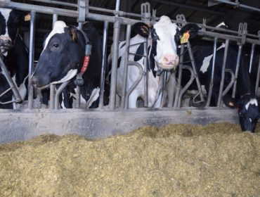 Competencia propone “buena fe” para resolver las disputas sobre precios de la leche y aumento de costes