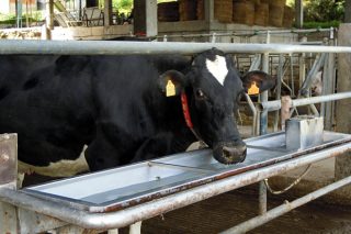 “Garantizamos un agua desinfectada para el ganado, sin biofilm y a un menor coste para el ganadero”