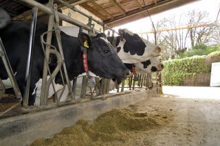 Incertidumbre con los nuevos contratos de la leche, ante las fintas de bajadas para agosto