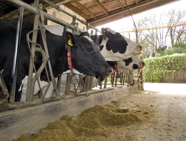 Recomendaciones para mejorar las cuentas de las granjas de leche con los insumos disparados