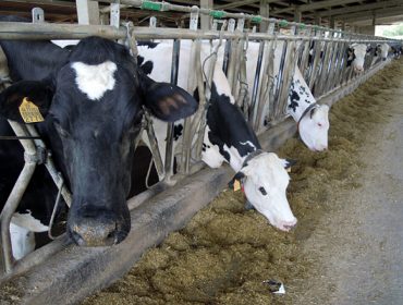 Entrepinares rompe el mercado lácteo en Galicia con un precio base de 57 céntimos en octubre